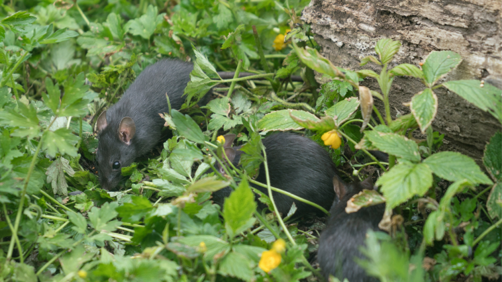 como afastar ratos da horta