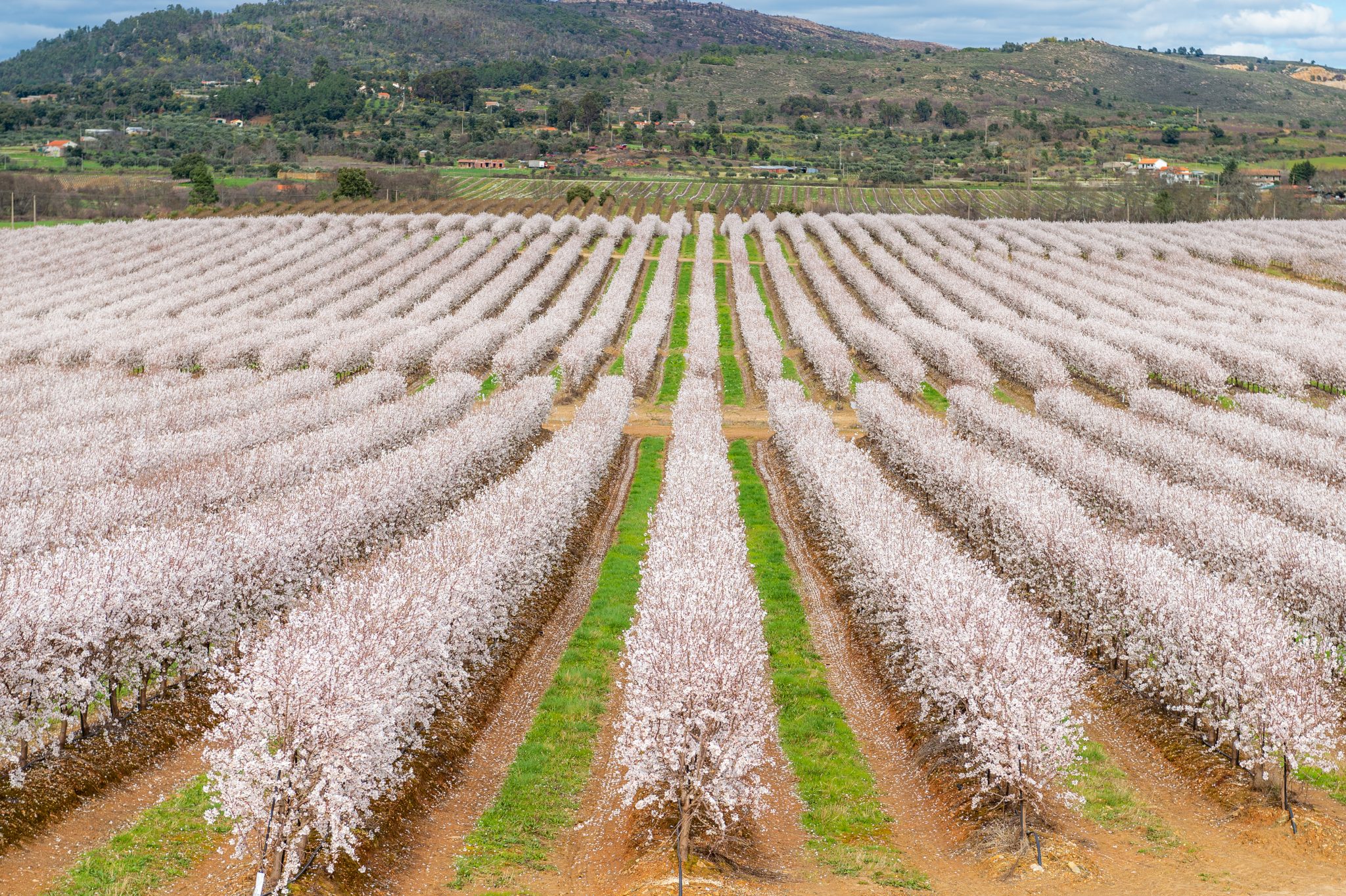 Vamos falar sobre amêndoas!”: Intercâmbio no amendoal – uma ligação entre  Portugal e Espanha - Agroportal
