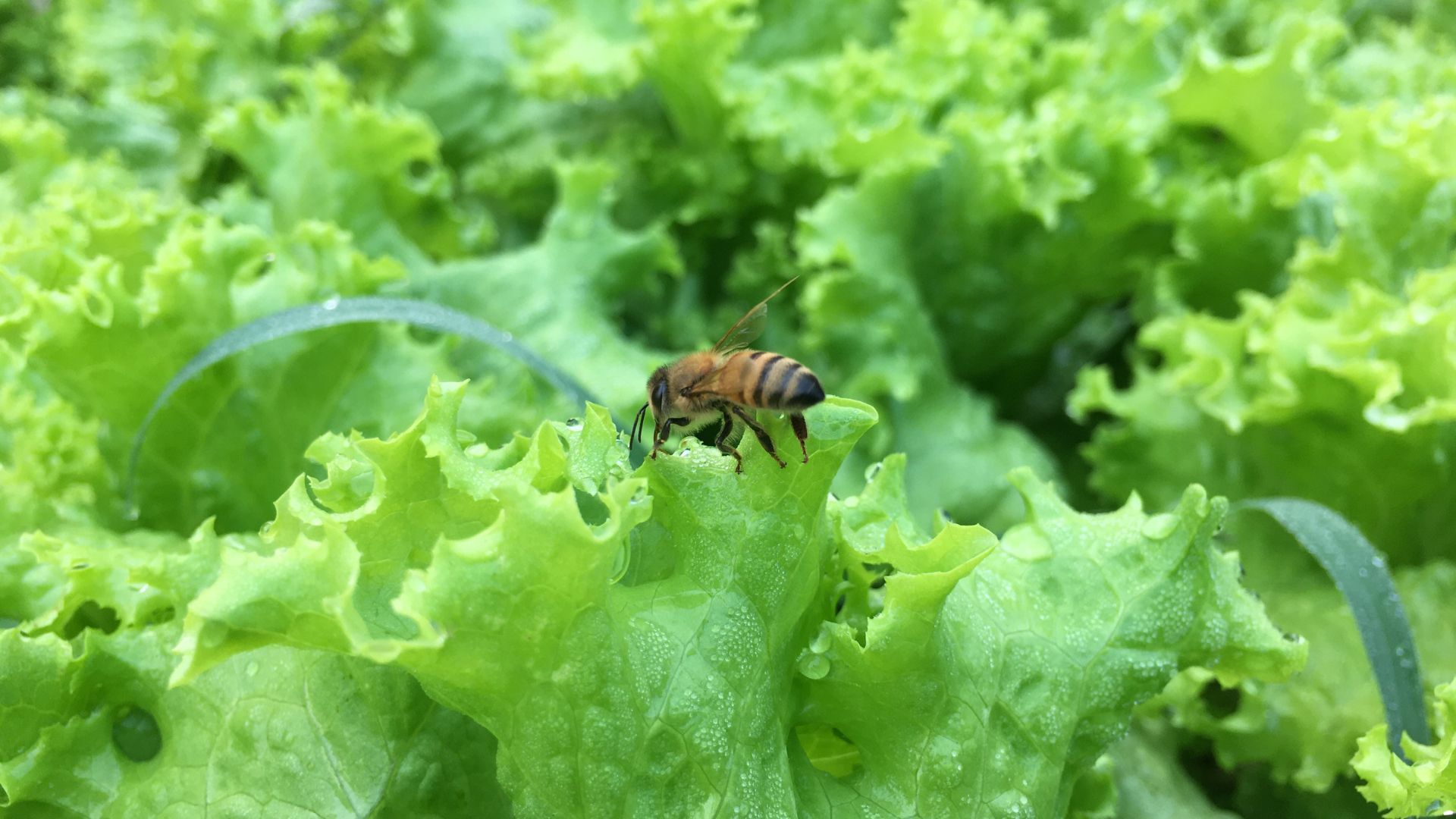 importancia das abelhas