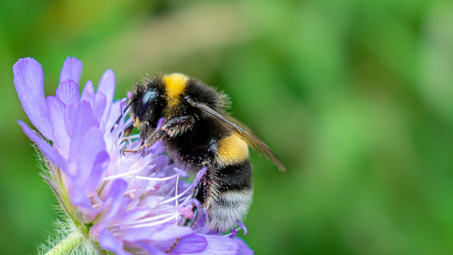 Conheça a importância das abelhas na agricultura e por devemos protegê-las