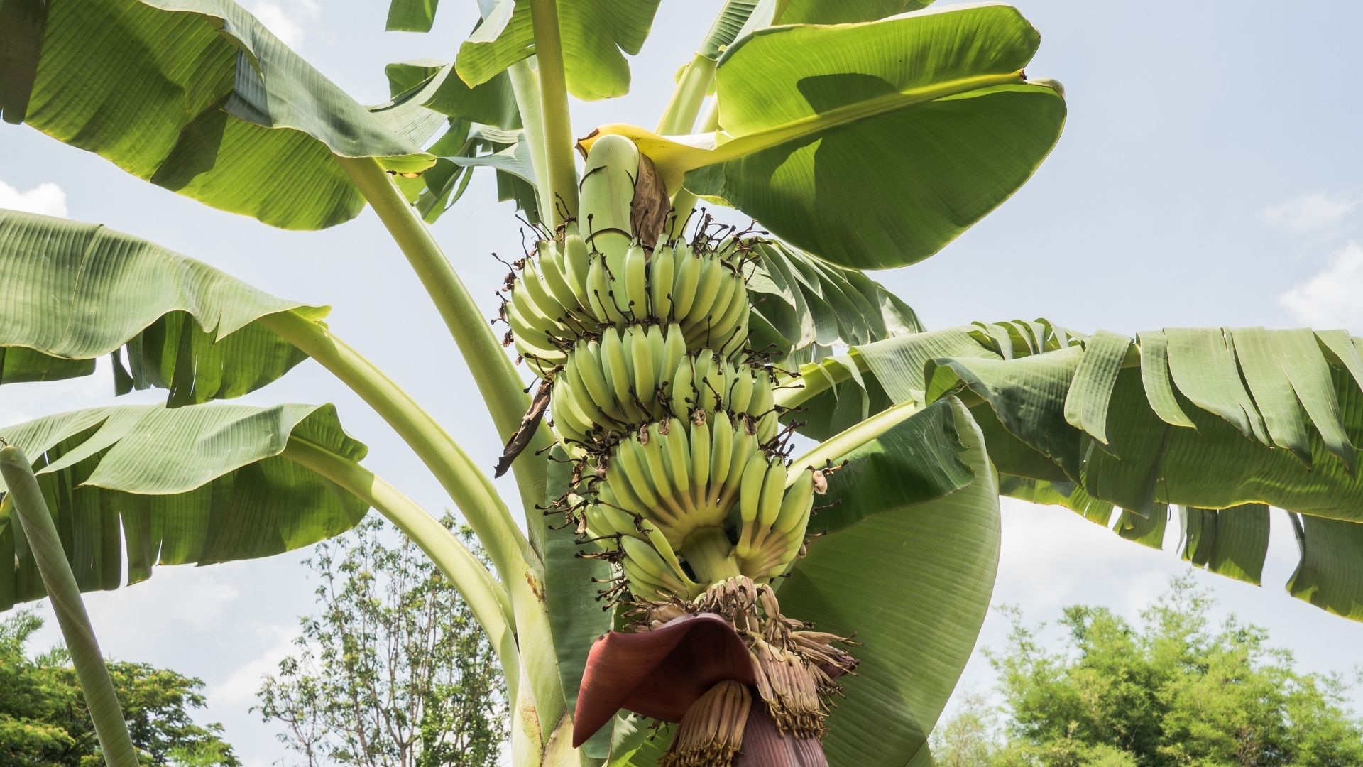 fruteiras tropicais banana