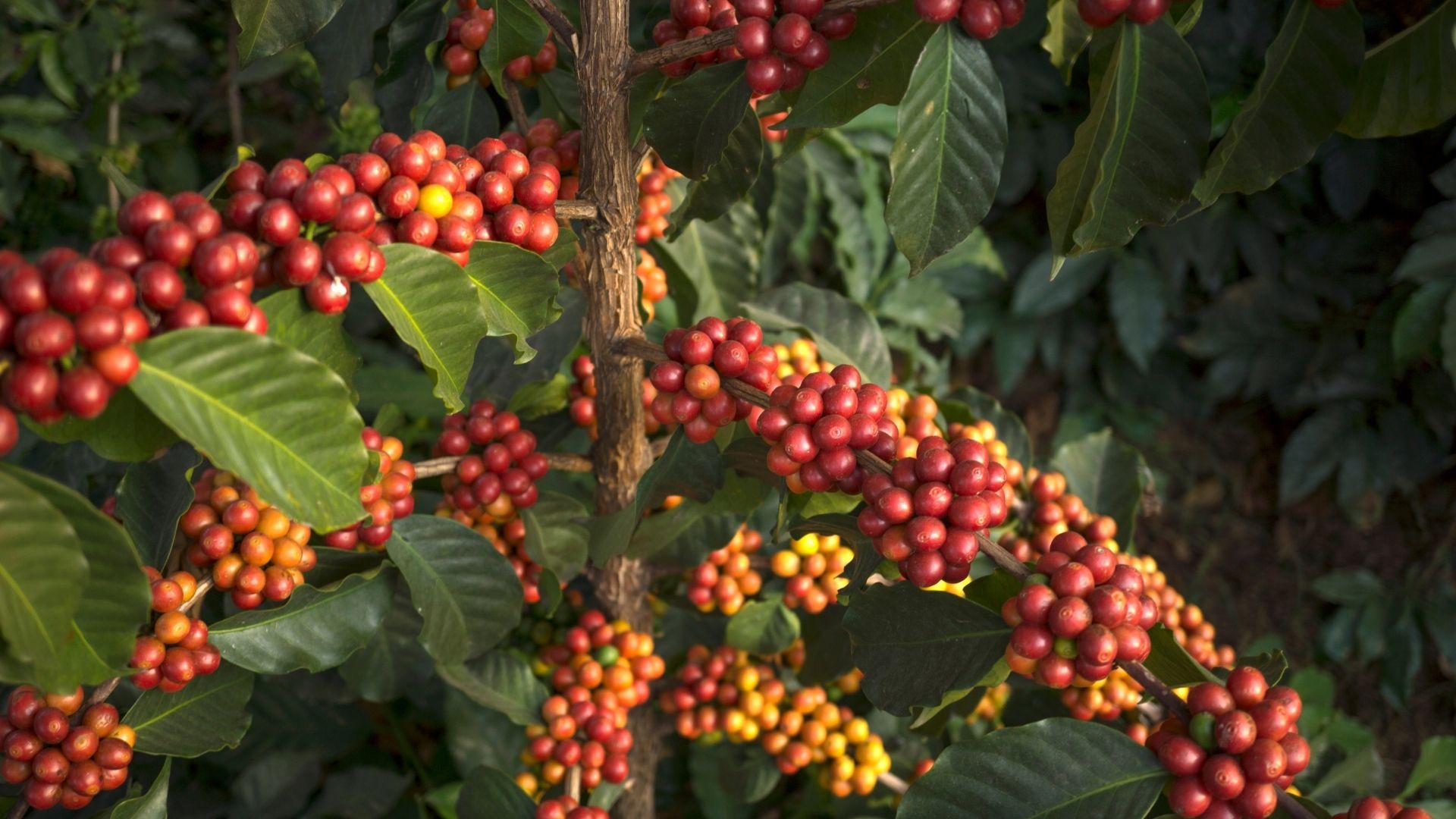 fruteiras tropicais café