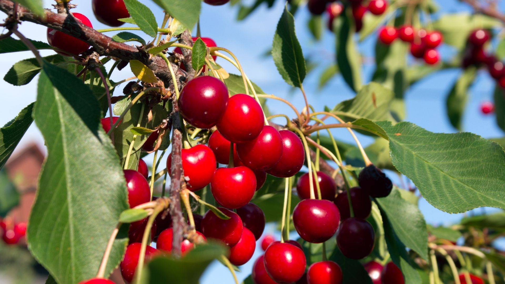 Tudo o que deve saber sobre as cerejeiras: como cultivar e cuidar
