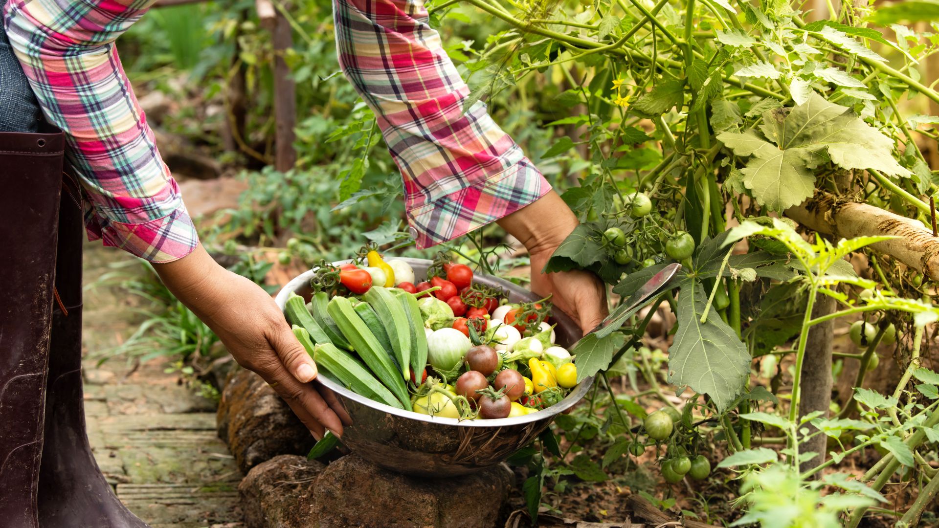 Conselhos úteis para uma boa colheita na horta: o que deve saber