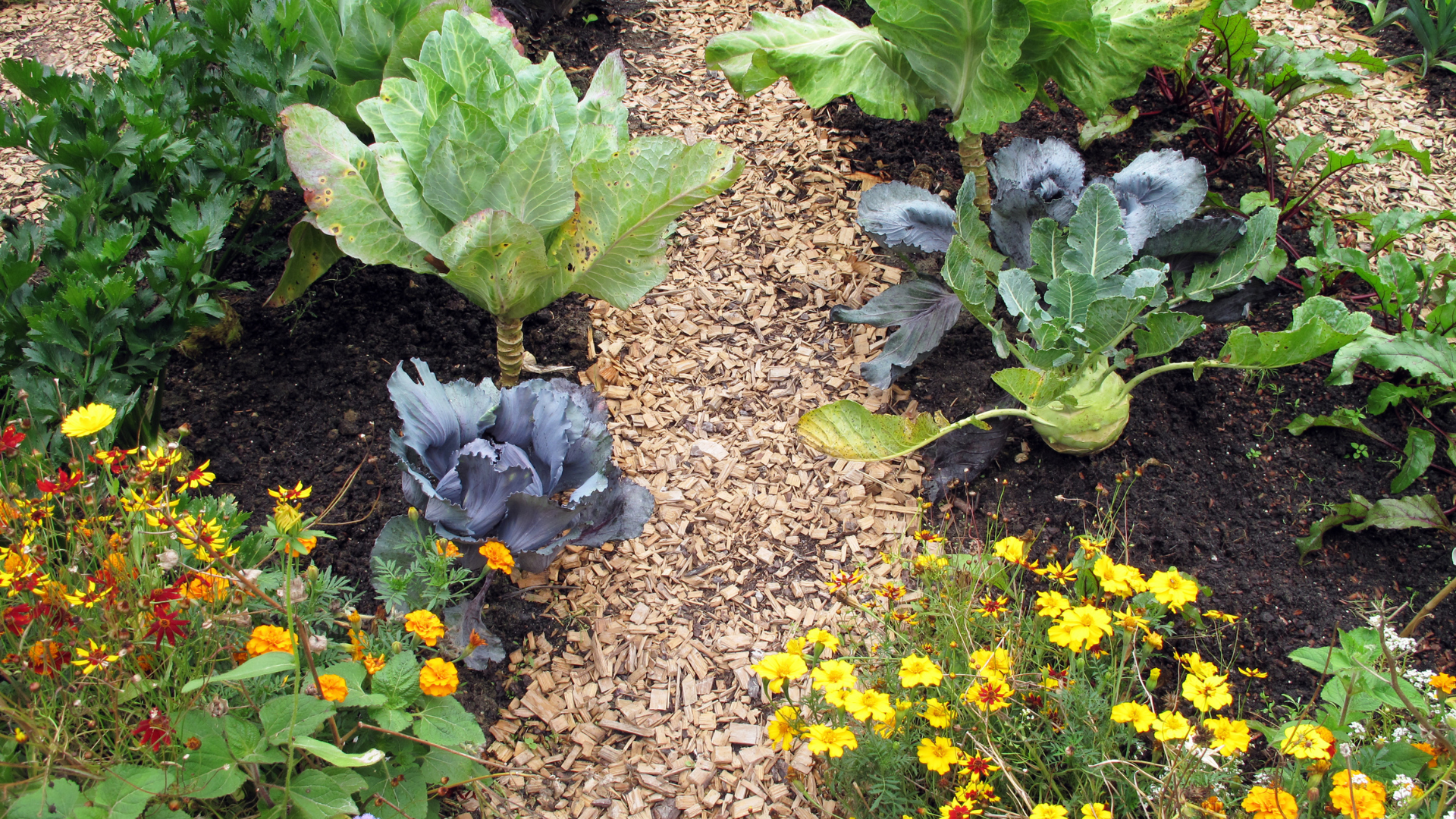 Conheça 10 boas plantas companheiras para usar na bordadura da horta