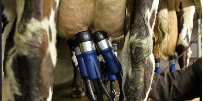 Produtores de leite pedem “com urgência” 0,5 euros por litro para salvar a produção