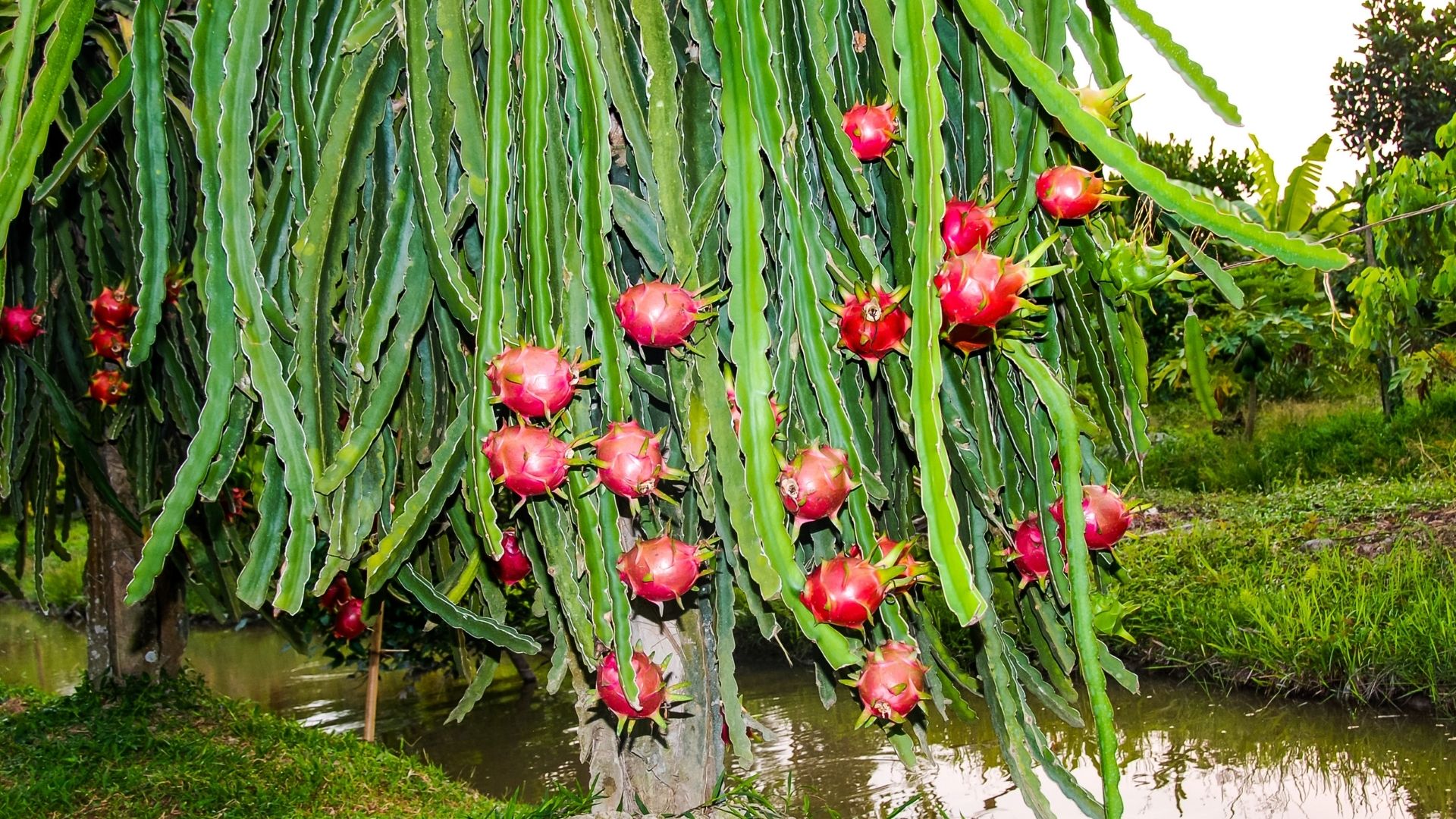 fruteiras tropicais pitaya