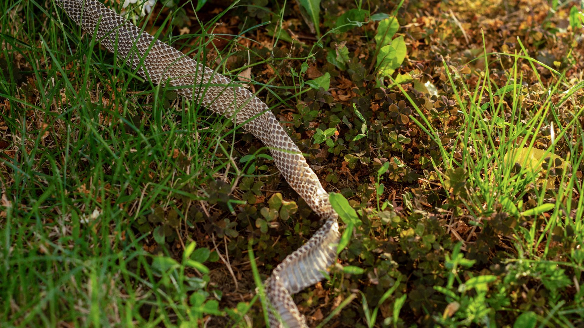 Como afastar cobras da horta: algumas dicas a ter em conta