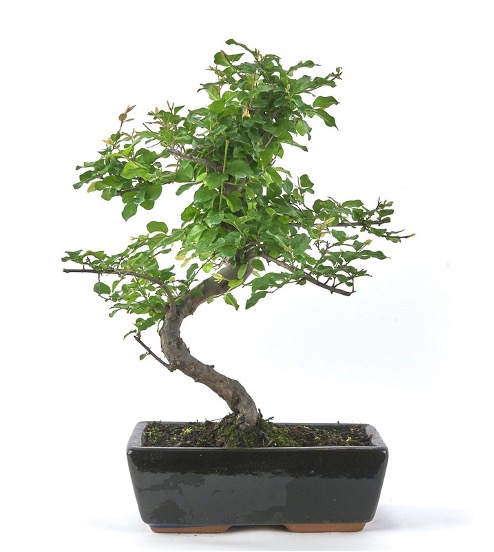 Espécies de bonsai para iniciantes