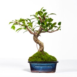 Espécies de bonsai para iniciantes