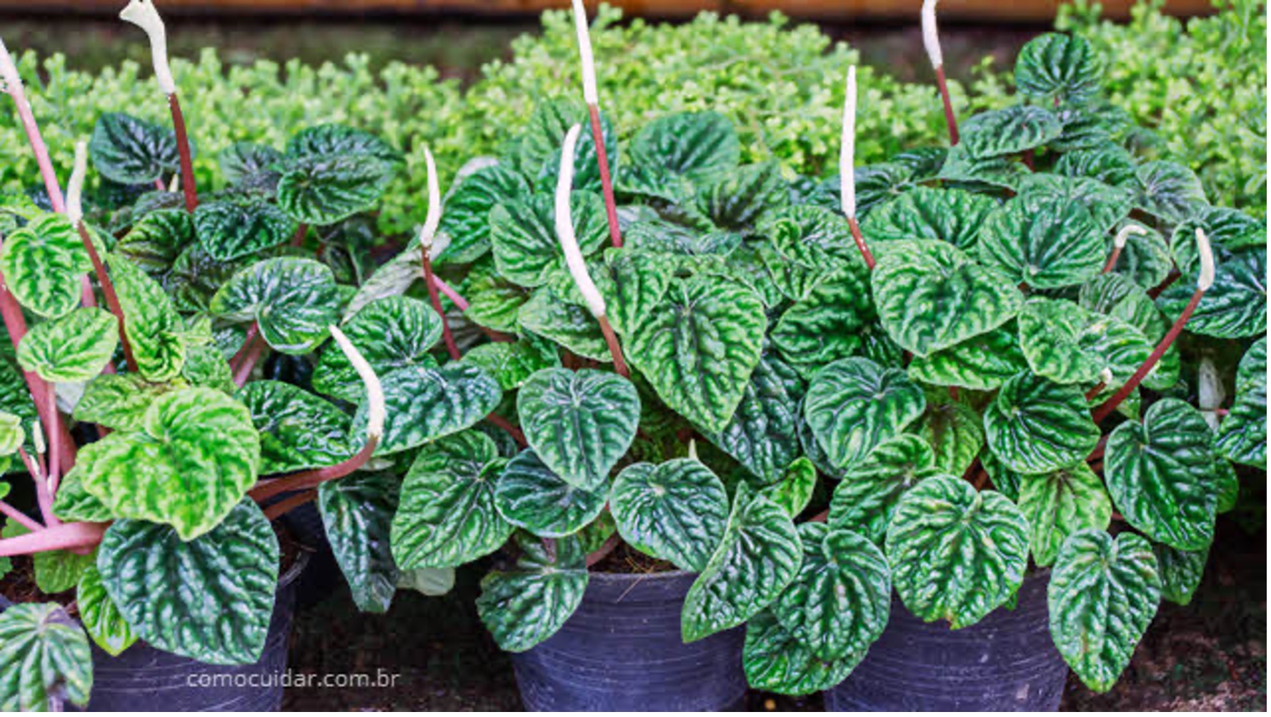 plantas para escritório