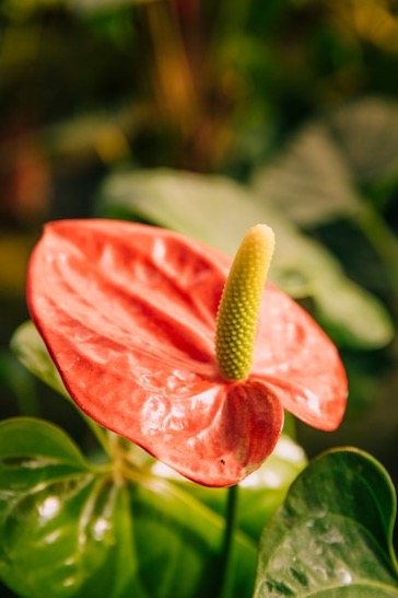 plantas para escritório