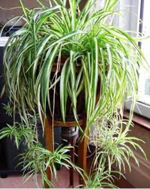 clorofito plantas para escritório