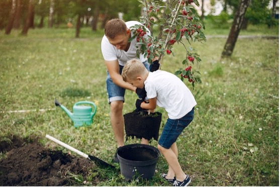 Aprenda a plantar árvores de fruto: dicas para criar um jardim sustentável e saudável