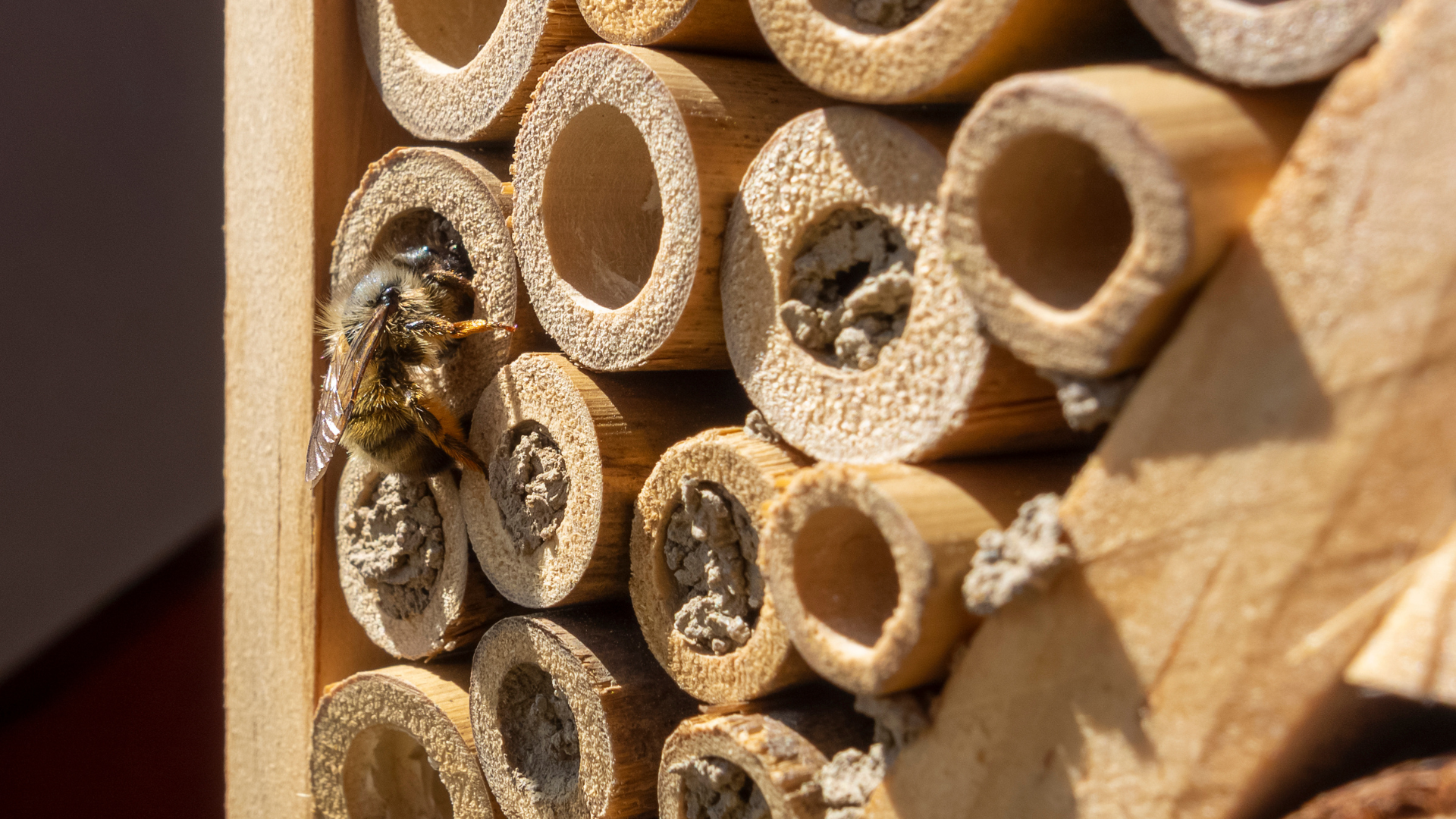 abrigos para abelhas
