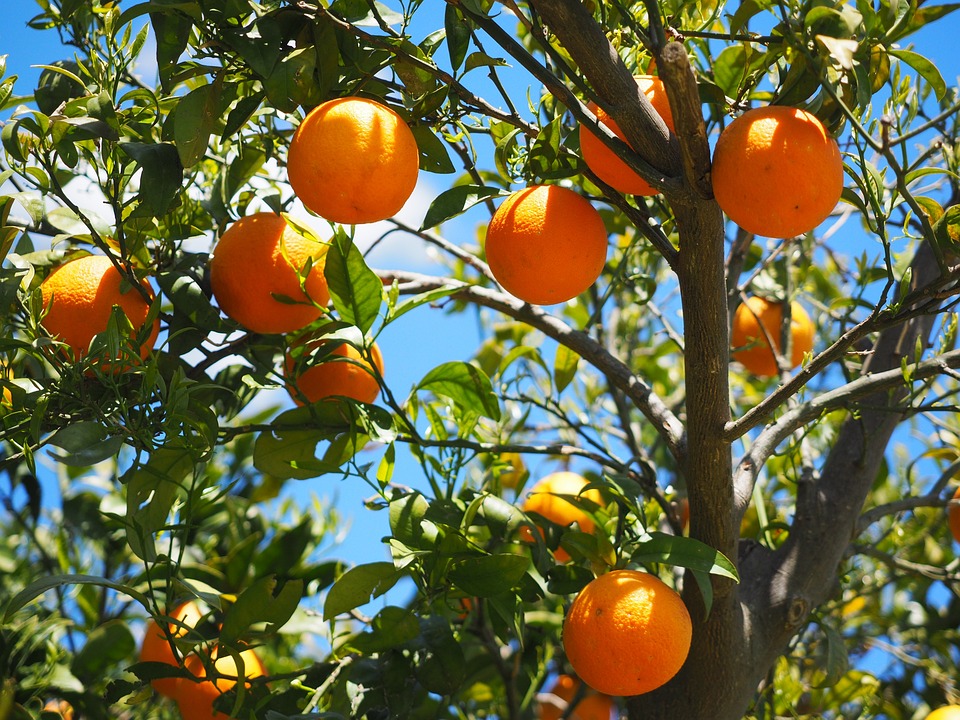 variedades de laranja