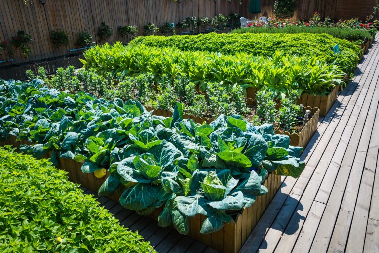 Dicas úteis para ter  uma horta urbana em casa: o que deve saber