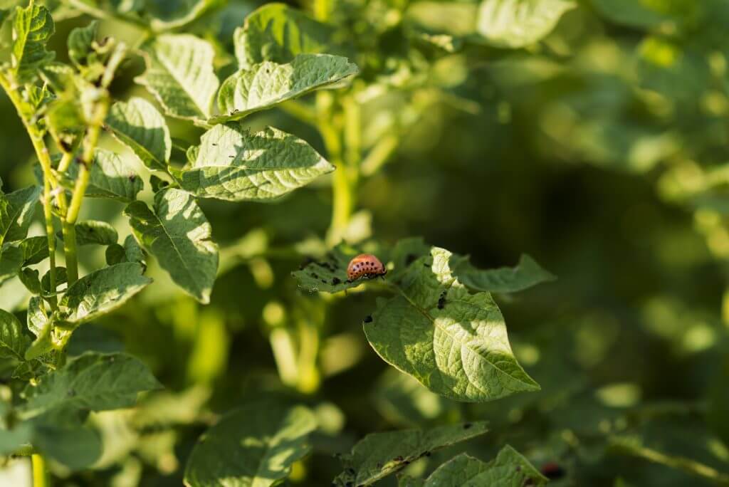 horta biológica o que plantar