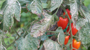 míldio tomate horta