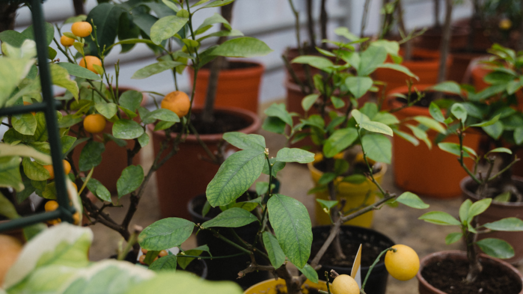 árvores de fruto anãs em Portugal