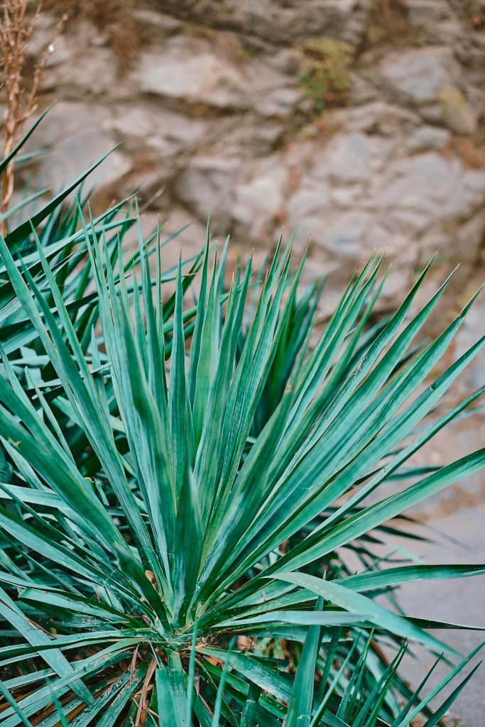 plantas que precisam de pouca água