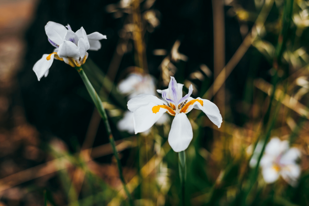 plantas resistentes