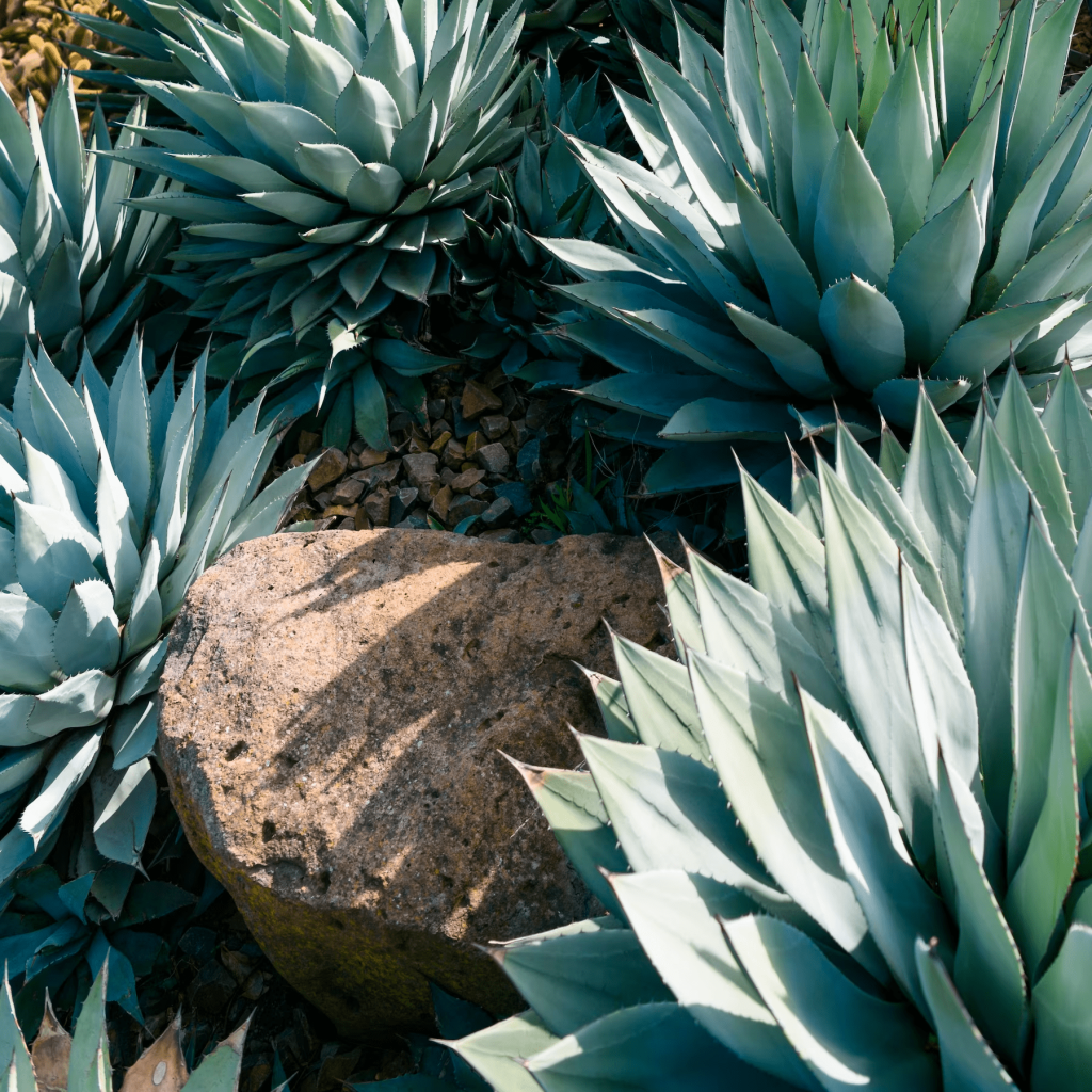 plantas resistentes à falta de água