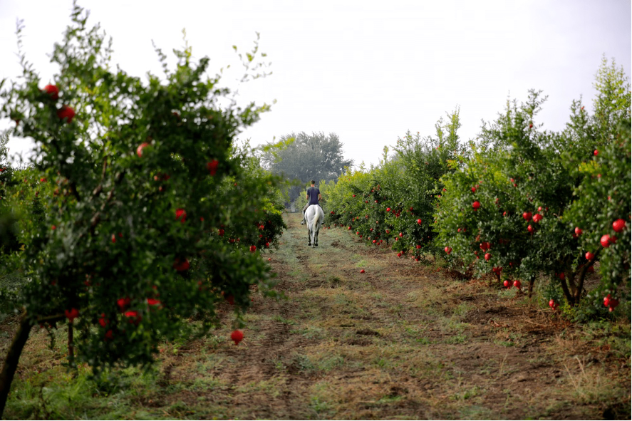 como podar árvores de fruto