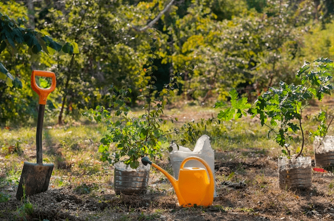 como escolher árvores de fruto