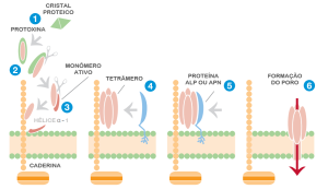 como funciona a aplicação de Bacillus thuringiensis 