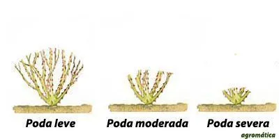 tipos de poda das fruteiras