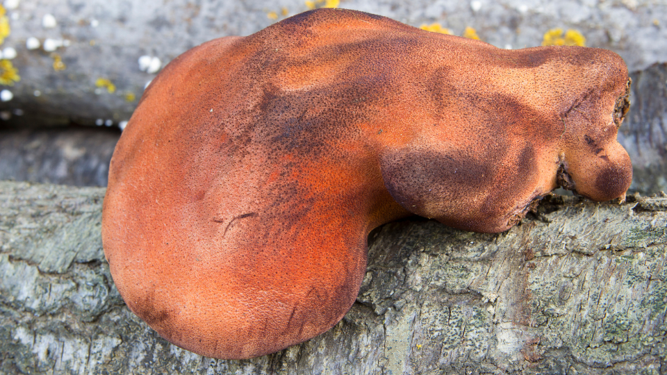 cogumelos comestíveis fistulina hepatica