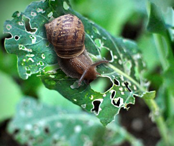 As Pragas Comuns na Couve: Identificação, Prevenção e Controlo