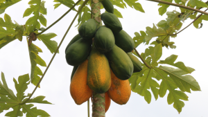 como cultivar papaia em portugal