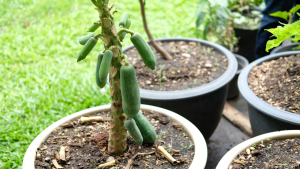 como cultivar papaia