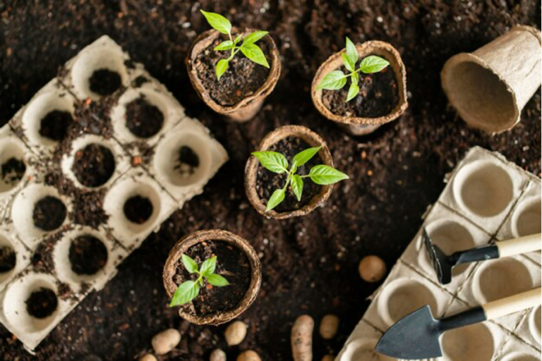 11 Estratégias para aumentar a matéria orgânica no solo