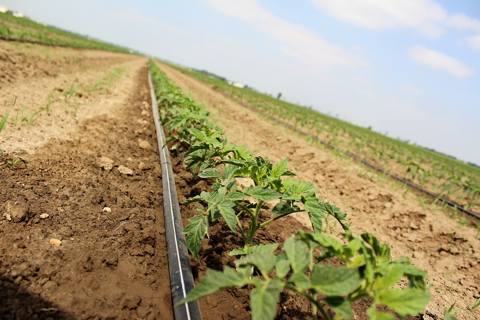 Produção mundial de tomate para indústria bate recorde 