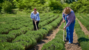 como cultivar lavanda