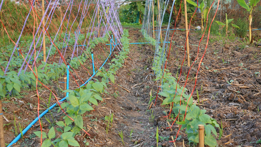 como cultivar lentilhas na horta