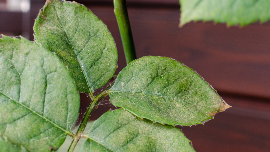 pragas aranhiço vermelho plantas de interior