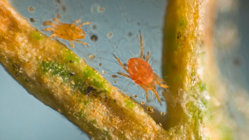 aranhiço vermelho nas plantas de interior