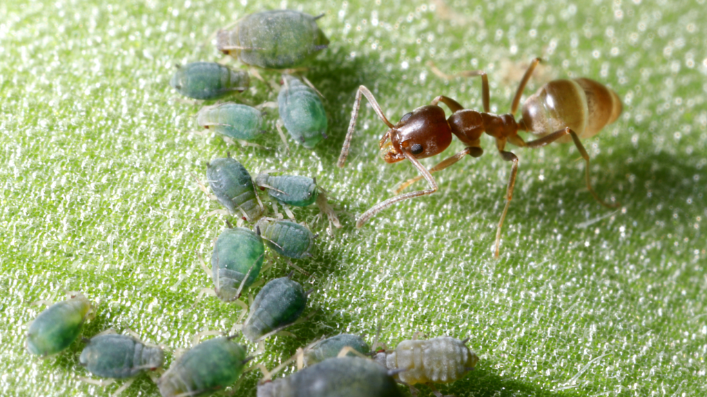 pulgoes plantas de interior