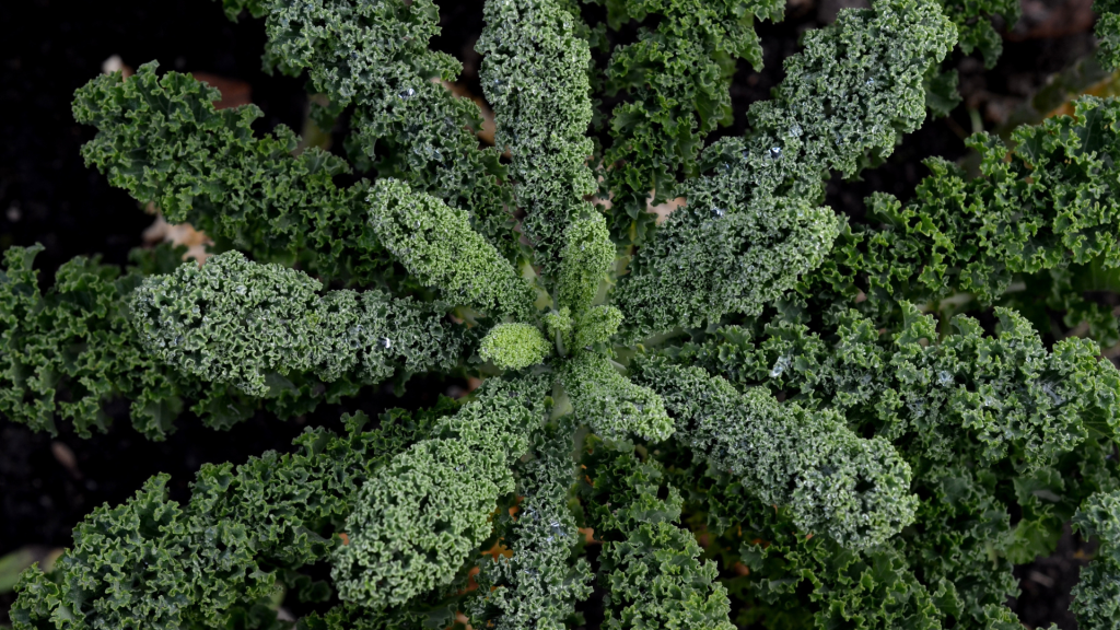 como cultivar couve kale