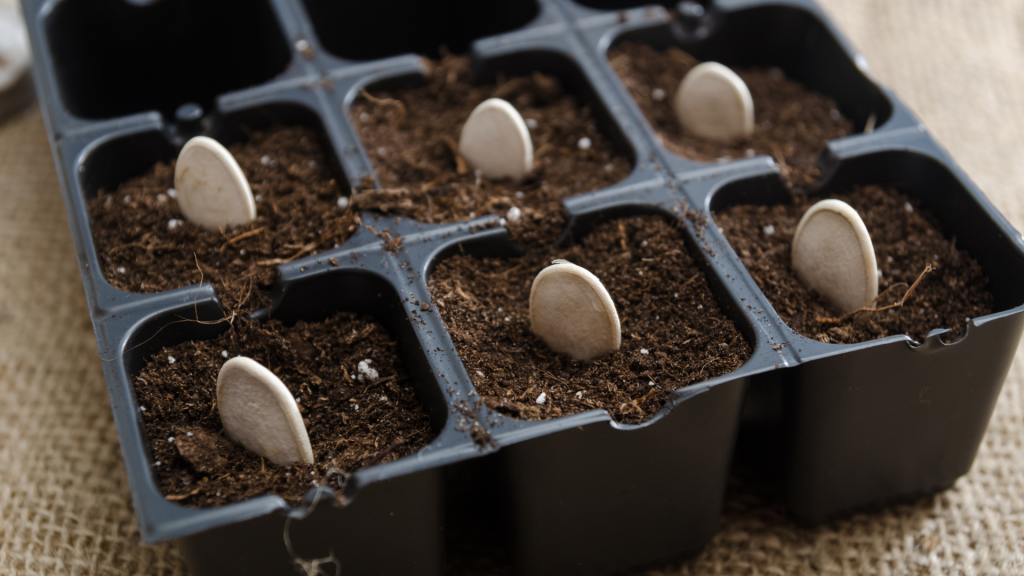 cultivar abóboras