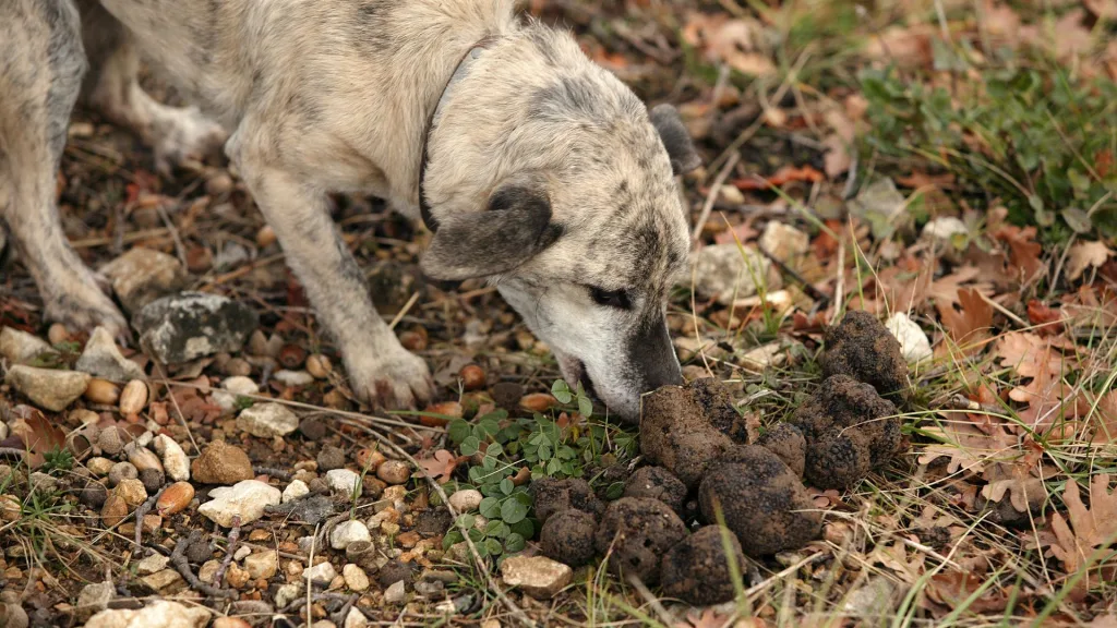 cultivar trufas