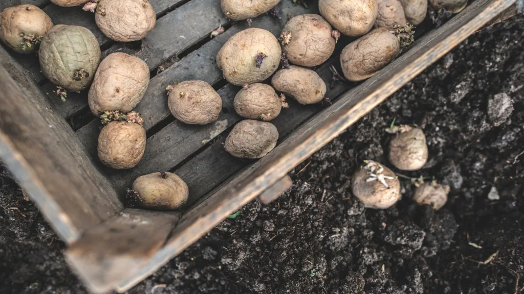 como escolher variedades de batata