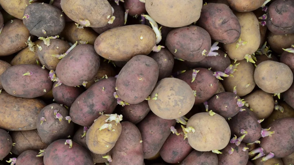 variedades de batata para semear