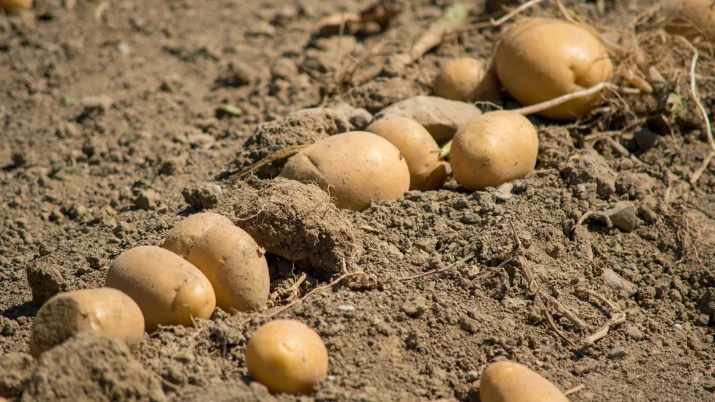 variedades de batata para colheita