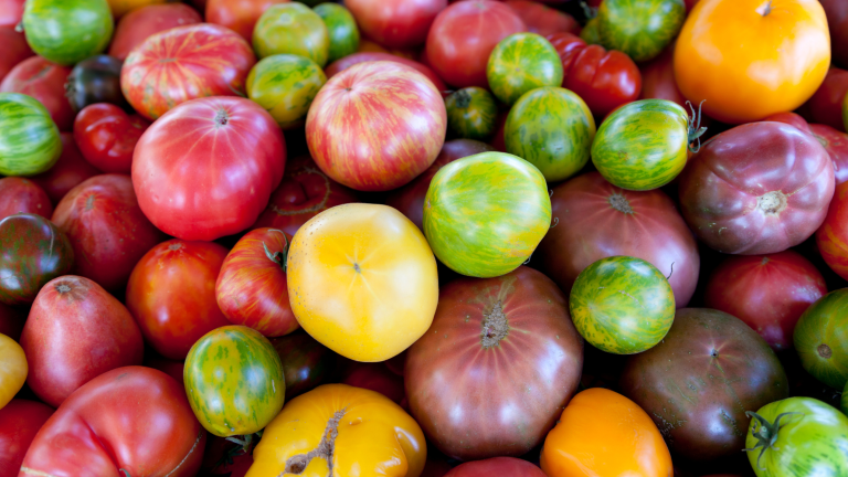 6 variedades de tomate mais cultivados em Portugal