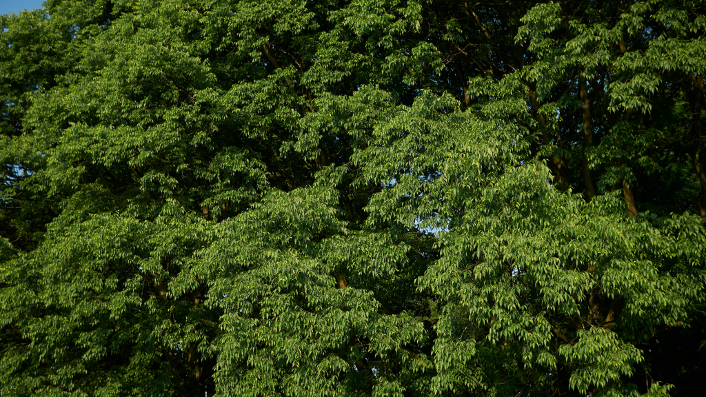 árvores de sombra celtis australis
